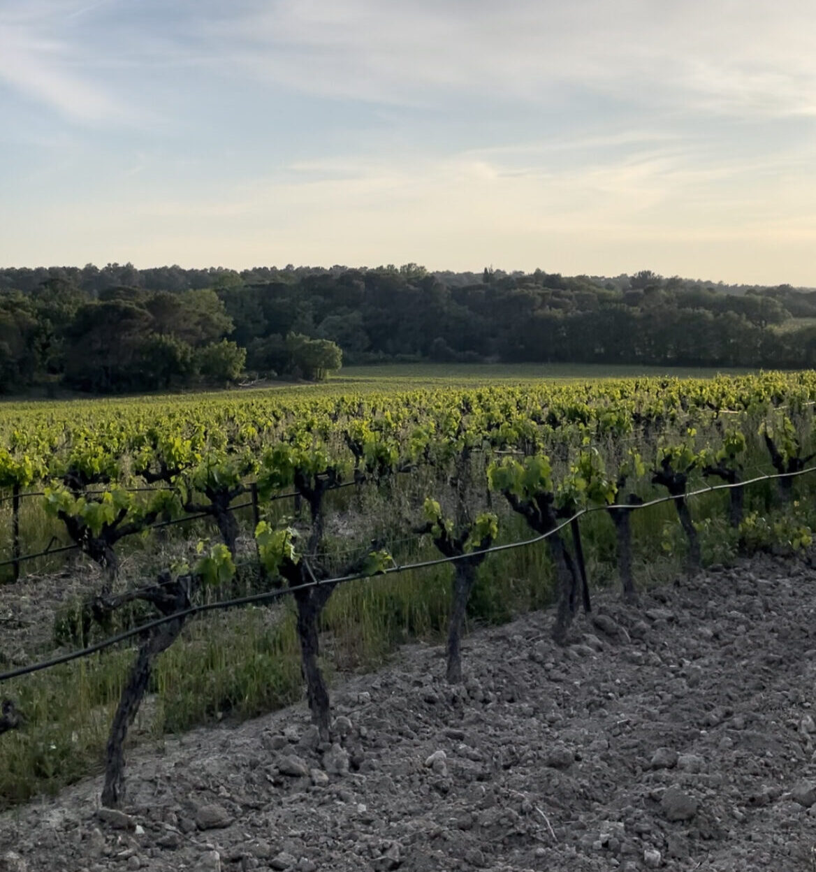Wine vineyard