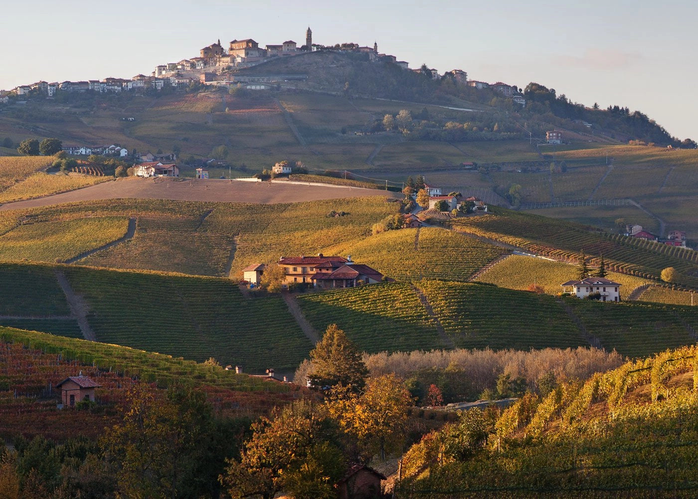 francesco_rinaldi_vigneti_home