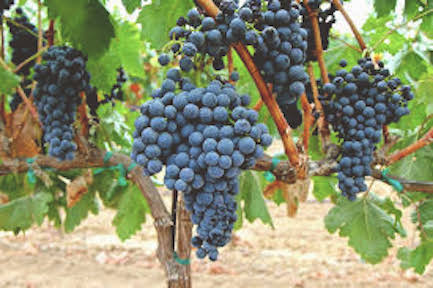 Deep blue tempranillo grapes hanging from a vine