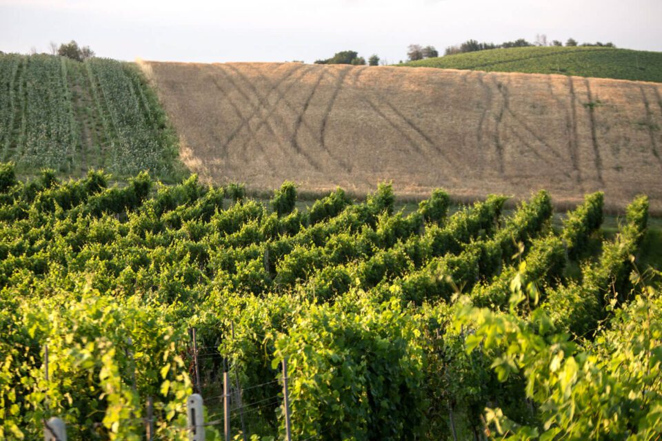 A vineyard in Santa Barbara, California.