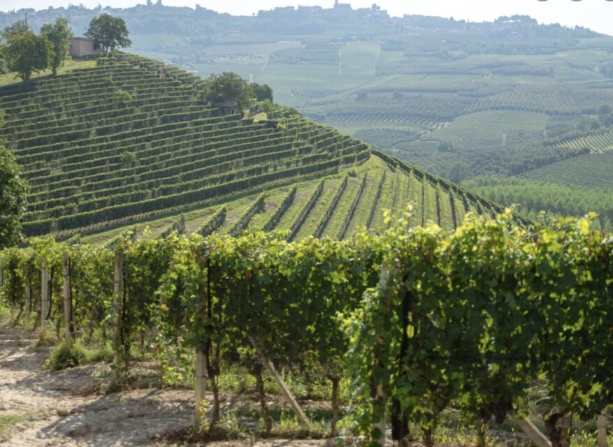 vineyards in Tuscany, Italy.