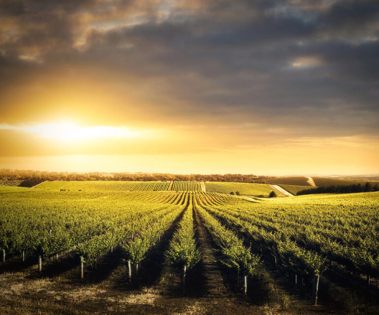 Sunset at a vineyard in Adelaide Hills in southern Australia